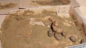 Free Scat Porn