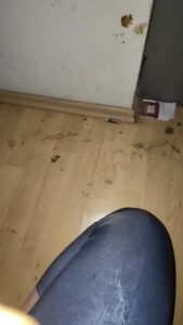 Free Scat Porn