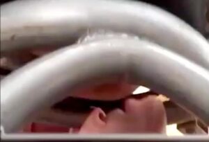 Free Scat Porn