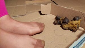 Free Scat Porn