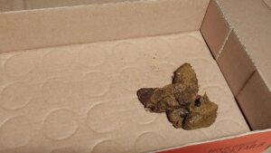 Free Scat Porn