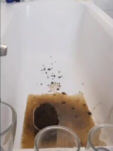 Free Scat Porn
