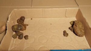 Free Scat Porn