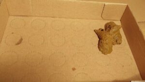 Free Scat Porn