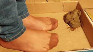 Free Scat Porn