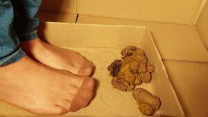 Free Scat Porn