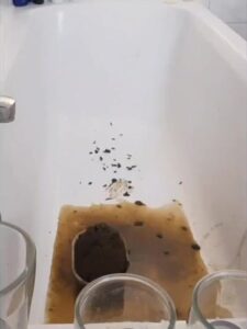 Free Scat Porn