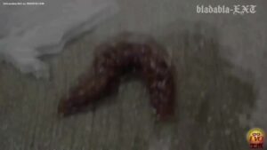 Free Scat Porn