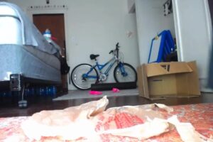 Free Scat Porn