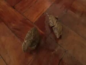 Free Scat Porn