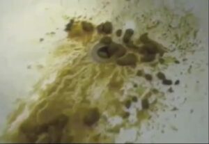 Free Scat Porn