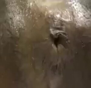 Free Scat Porn