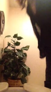Free Scat Porn
