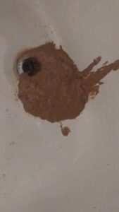 Free Scat Porn