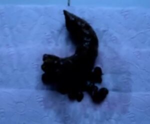 Free Scat Porn