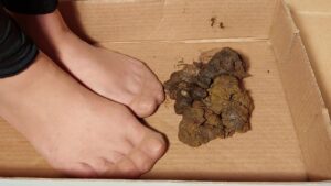 Free Scat Porn