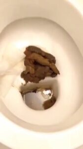 Free Scat Porn