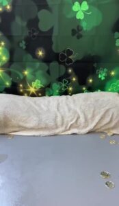 Free Scat Porn