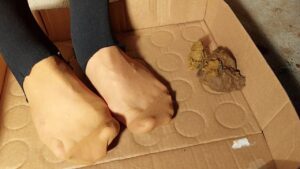 Free Scat Porn