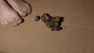 Free Scat Porn