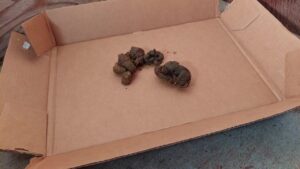 Free Scat Porn