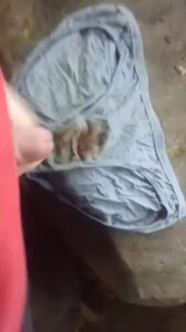 Free Scat Porn