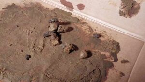 Free Scat Porn