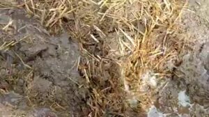 Free Scat Porn
