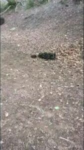 Free Scat Porn