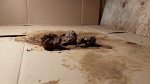 Free Scat Porn