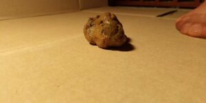 Free Scat Porn