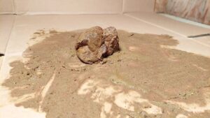 Free Scat Porn