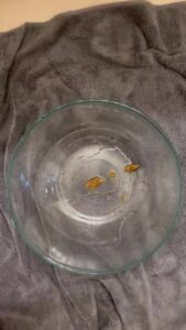 Free Scat Porn