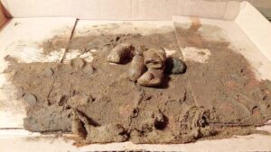 Free Scat Porn