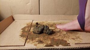 Free Scat Porn