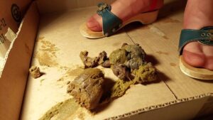 Free Scat Porn