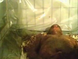 Free Scat Porn