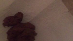 Free Scat Porn