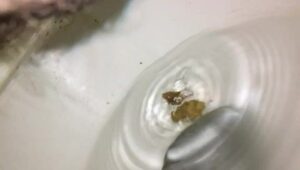 Free Scat Porn