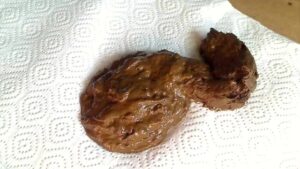 Free Scat Porn