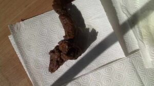 Free Scat Porn