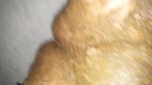 Free Scat Porn