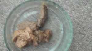Free Scat Porn