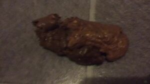 Free Scat Porn