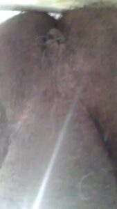 Free Scat Porn