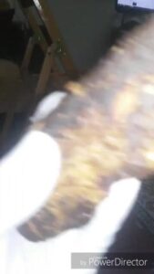 Free Scat Porn