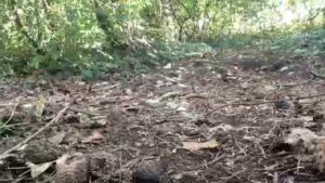 Free Scat Porn