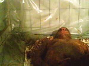 Free Scat Porn