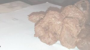 Free Scat Porn