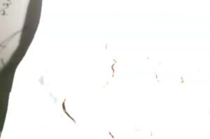 Free Scat Porn